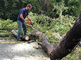 How Our Tree Care Process Works  in  St Petersburg, FL